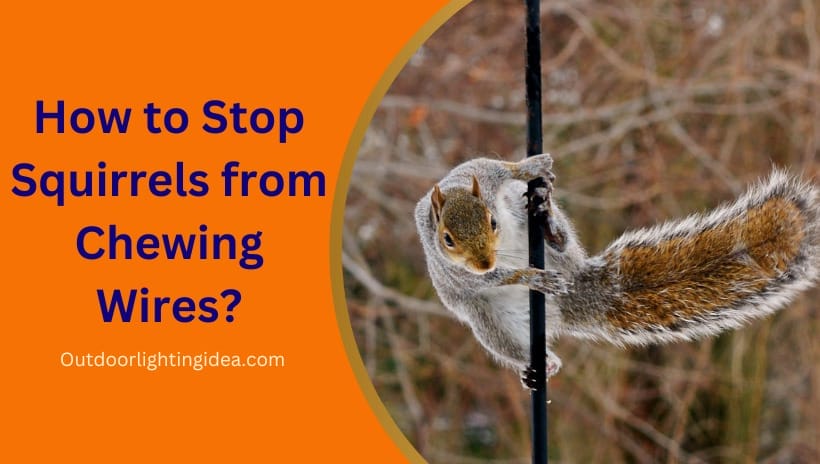 How to Stop Squirrels from Chewing Wires?