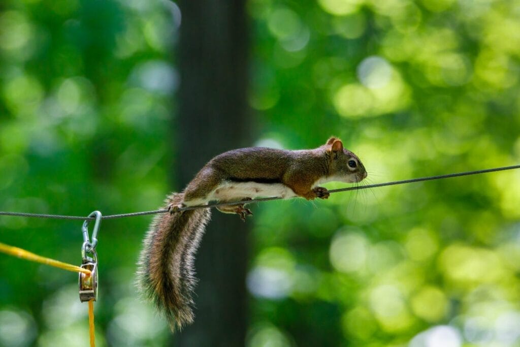 How to Stop Squirrels from Chewing Wires? 