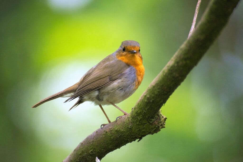 Are Porch Lights Bothersome to a Nest of Robins?