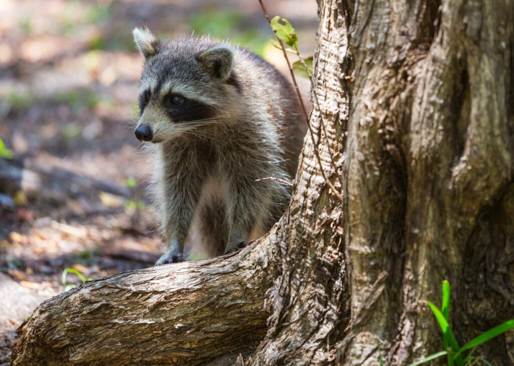 Do Outdoor Lights Deter Raccoons?