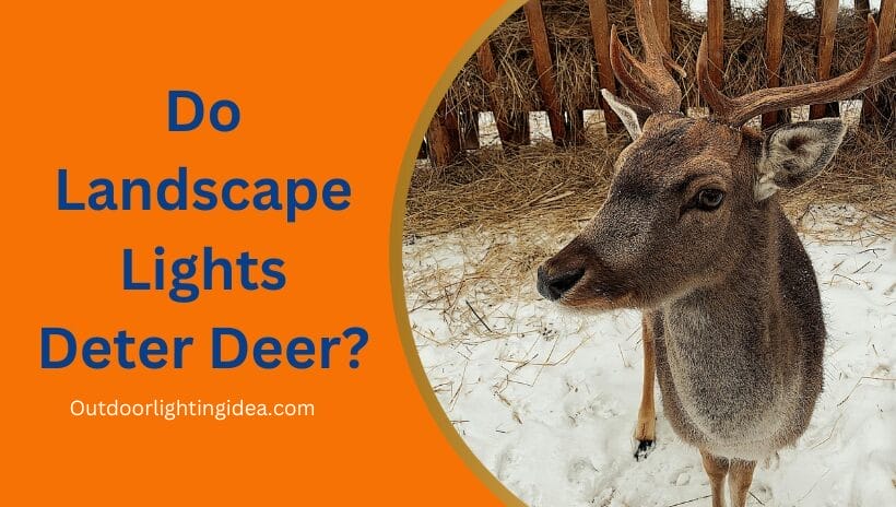 Do Landscape Lights Deter Deer?